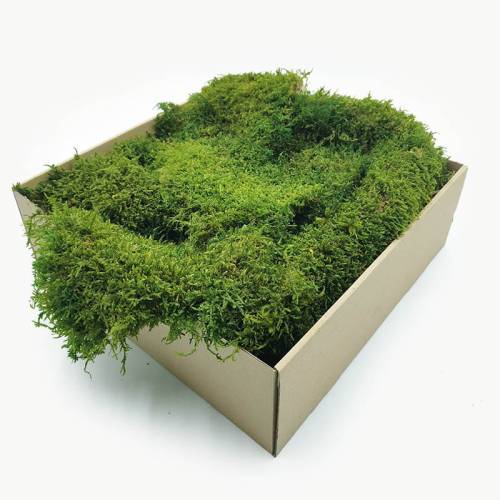 Mech Płaski Stabilizowany SWE.jpg