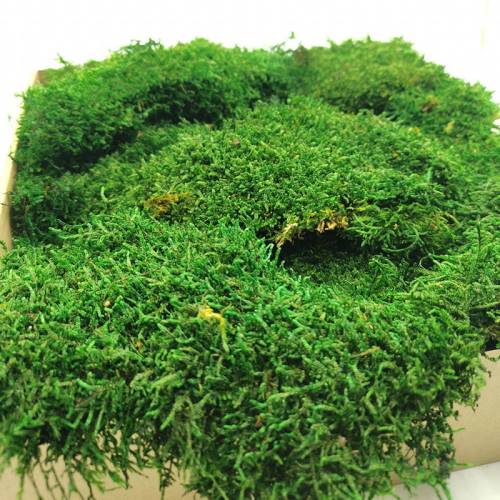 Mech Płaski stabilizowany SWE.jpg