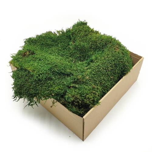 Mech Płaski Stabilizowany cz swe.jpg