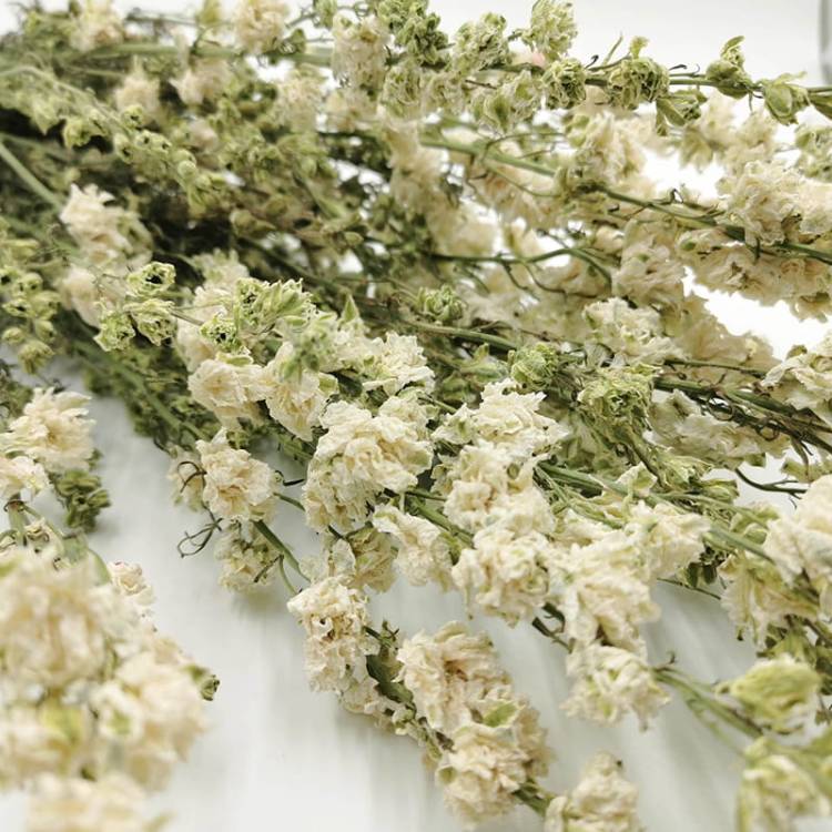 Suszona ostróżka delphinium biała naturalna kwiat.jpg