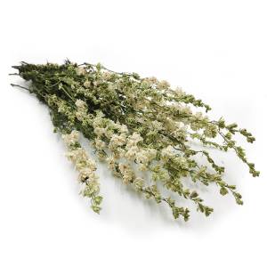 Delphinium Dried - Larkspur - White