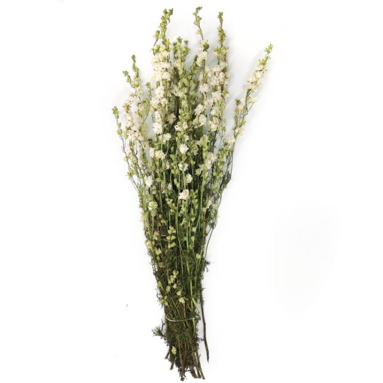 Ostróżka suszona biała naturalna kwiat.jpg