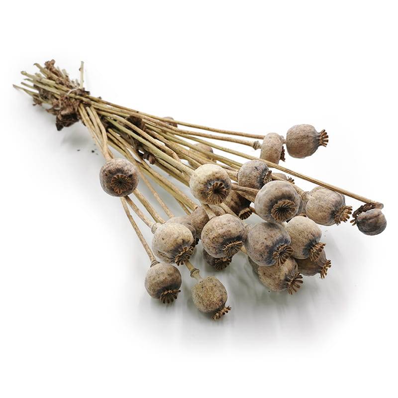 Dried Papaver - Poppy Pods - Natural