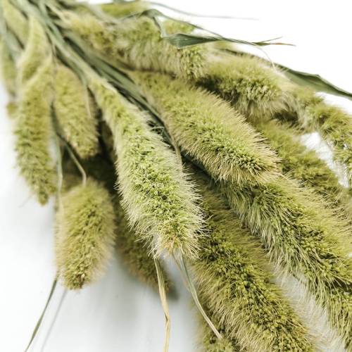 Setaria suszona włośnica trawa suszona.jpg