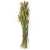 Setaria włośnica suszona trawa suszona.jpg
