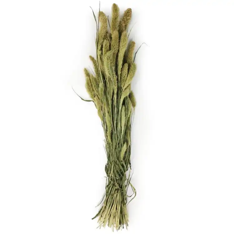 Setaria włośnica suszona trawa suszona.jpg