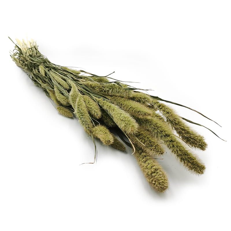 Setarea Dried - Bristle Grass - Foxtail - Natural Green