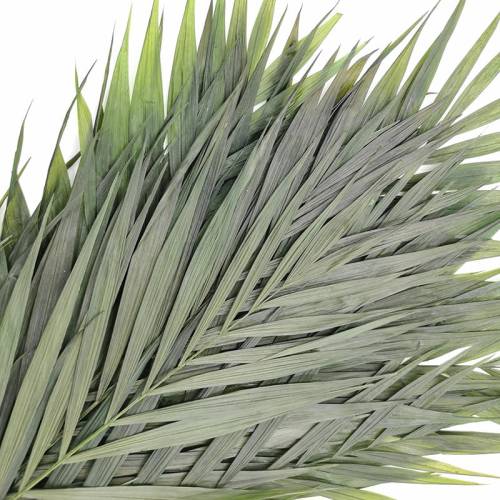 Palma Chico Stabilizowana.jpg