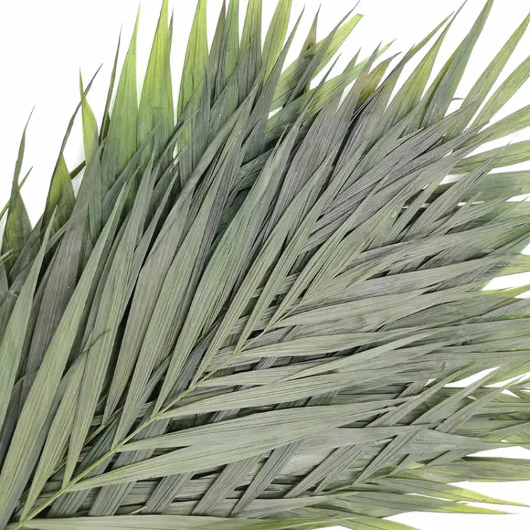 Palma Chico Stabilizowana.jpg