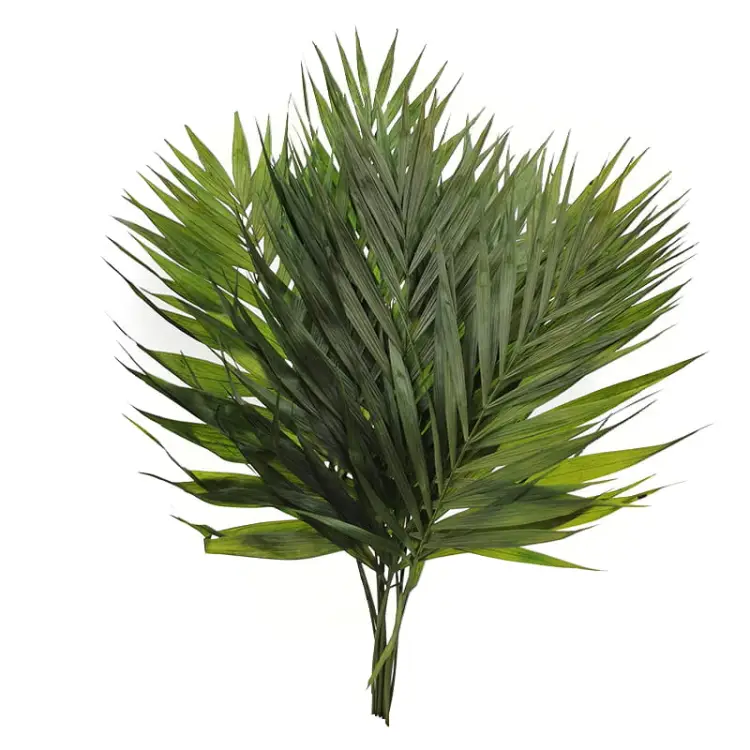 Stabilizowana Palma Chico 1.jpg