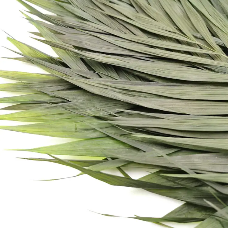 Stabilizowana Palma Chico.jpg