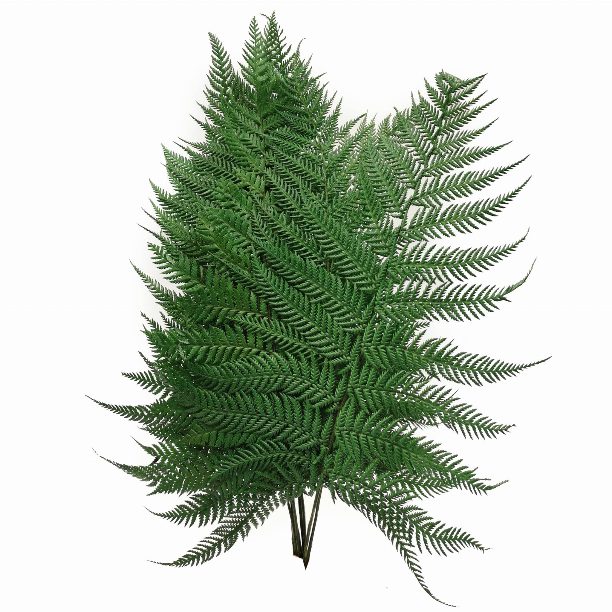 Preserved Fern - Brillant fern - Light Green