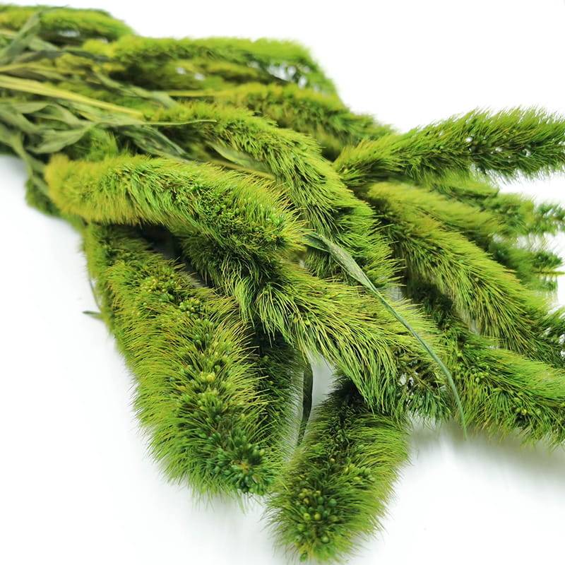 Setaria stabilizowana jasnozielona.jpg