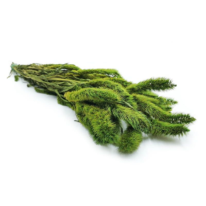 Setarea Preserved - Bristle Grass - Foxtail - Light Green