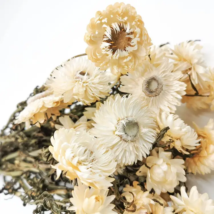 Kocanka biała suszona kocanki chelichrysum bukiet1.jpg