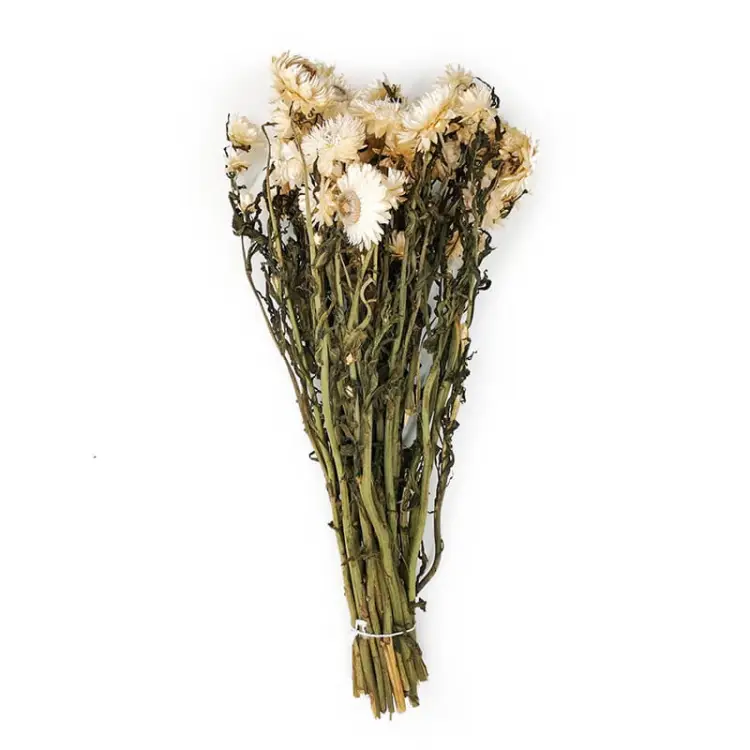 Kocanka biała suszona kocanki chelichrysum bukiet2.jpg