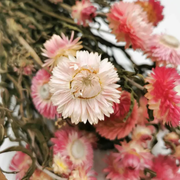 Kocanka różowa suszona kocanki chelichrysum bukiet.jpg