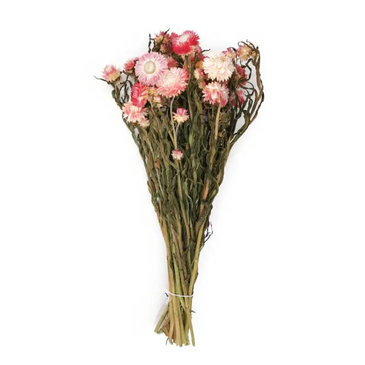 Kocanka różowa suszona kocanki chelichrysum bukiet 1.jpg