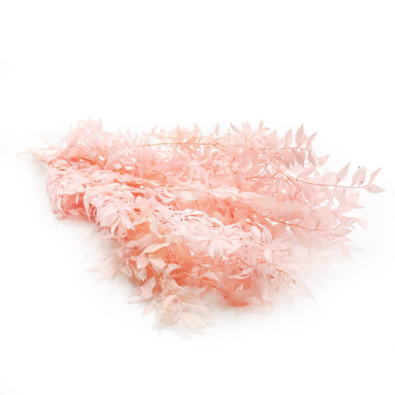 Ruscus Preserved - Pastel Pink