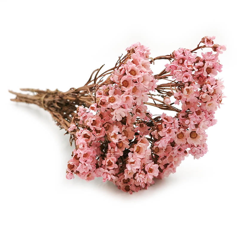 Dried Daisy - Oxodia - Pink