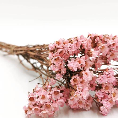 Oxodia różowa stabilizowana 1.jpg