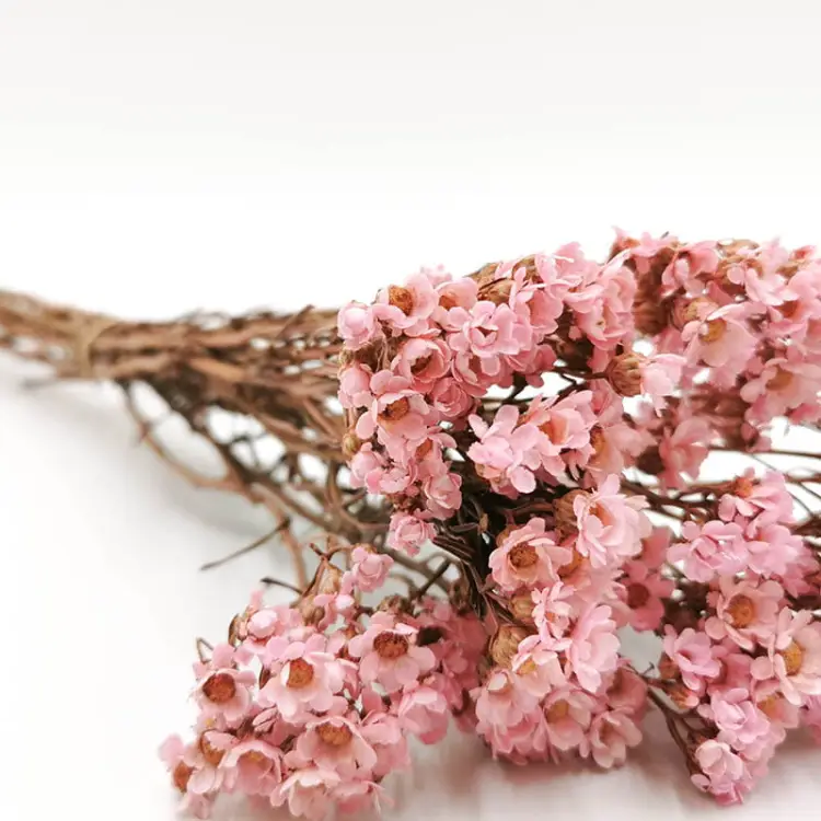 Oxodia różowa stabilizowana 1.jpg