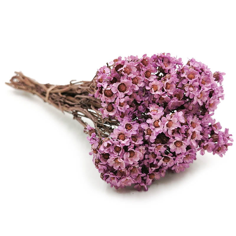 Dried Daisy - Oxodia - Purple