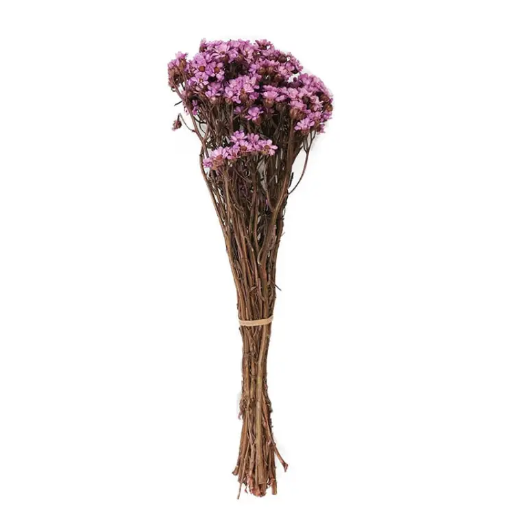 Oxodia Fioletowa stabilizowana.jpg