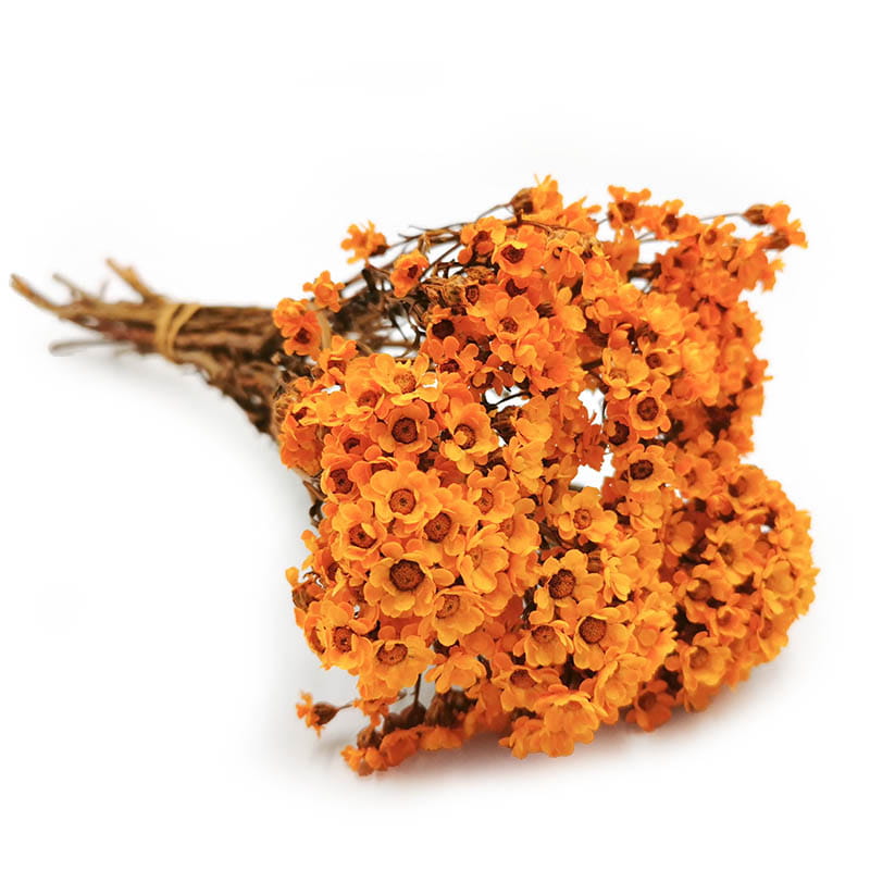 Dried Daisy - Oxodia - Orange