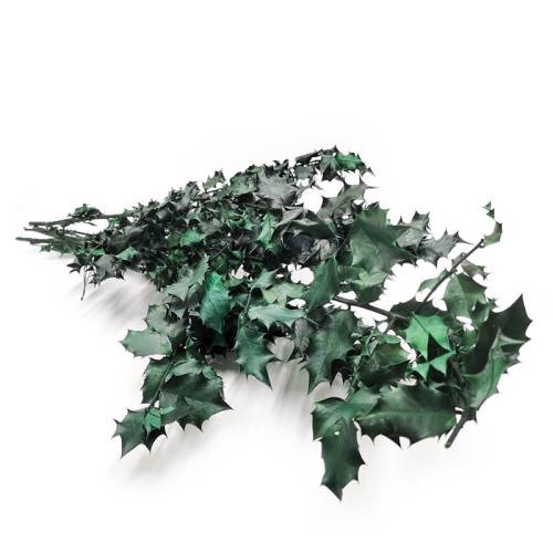 Zielony Ostrokrzew stabilizowany.jpg