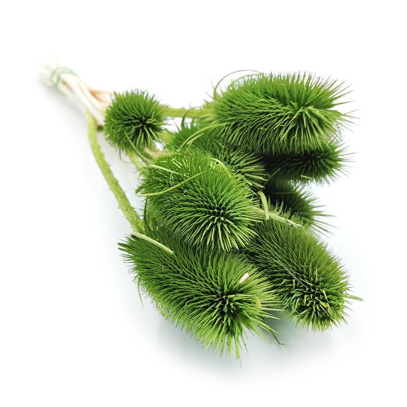 Teasel - Thistle - Dipsacus - Green
