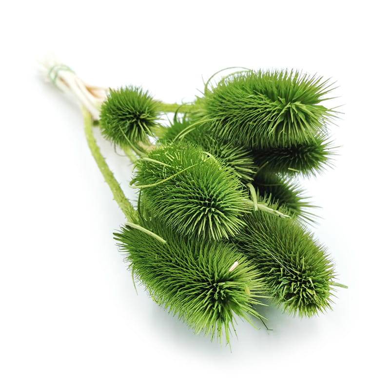 Oset Szczeć suszony zielony.jpg