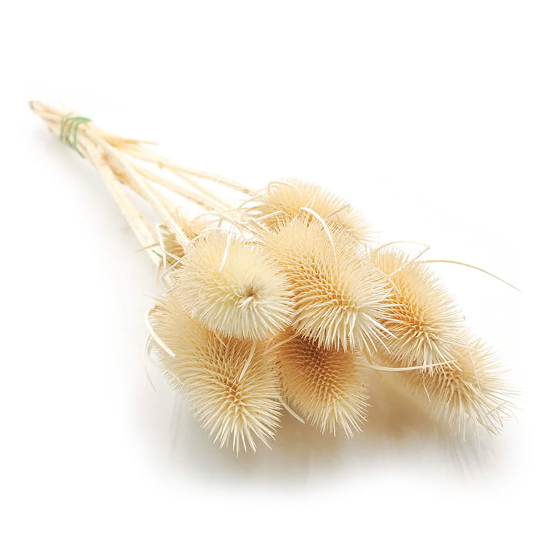 Teasel - Thistle - Dipsacus - Bleached