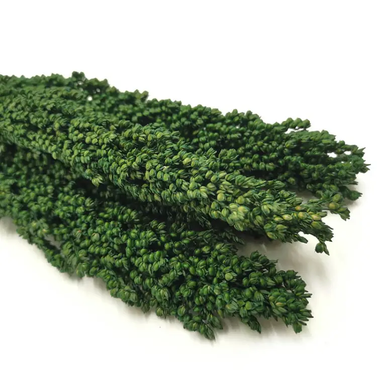 Sorgo suszone zielone zblizenie.jpg