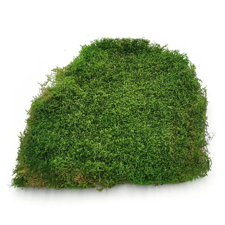 Long Moss Flat Medium Green.jpg