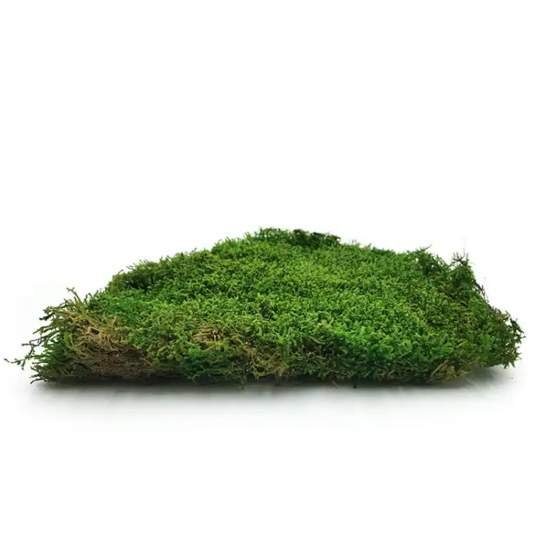 Long Moss Flat Średni Zielony Okładka.jpg