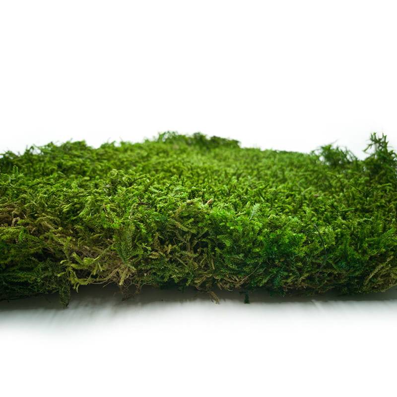 Long Moss Flat Średni Zielony.jpg