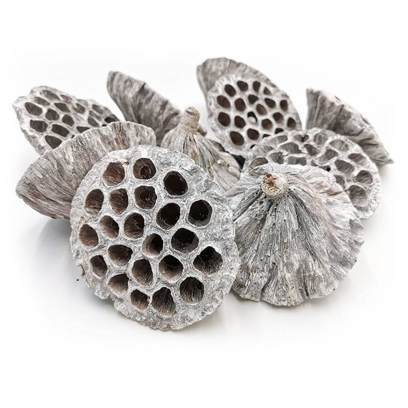 Large XXL Lotus (White Washed) - Exotic Dried - Pack of 10