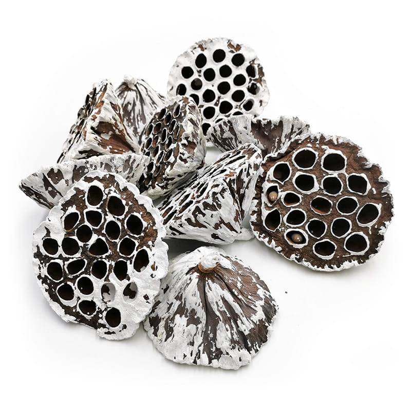 Large XXL Lotus (Snow Tip) - Exotic Dried - Pack of 10