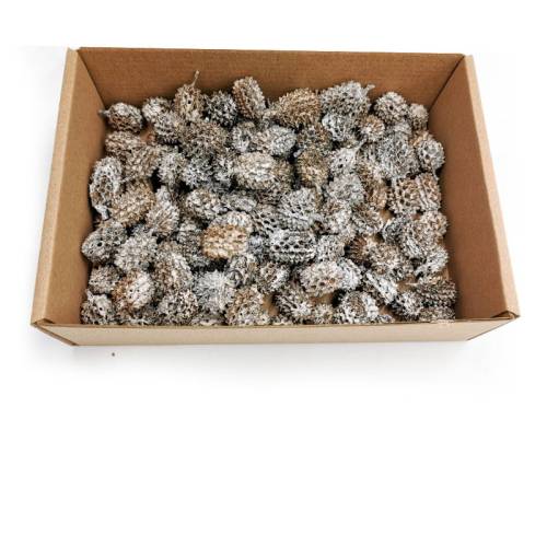 Casurina White Washed 100g pudełko.jpg