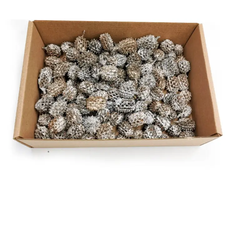 Casurina White Washed 100g pudełko.jpg