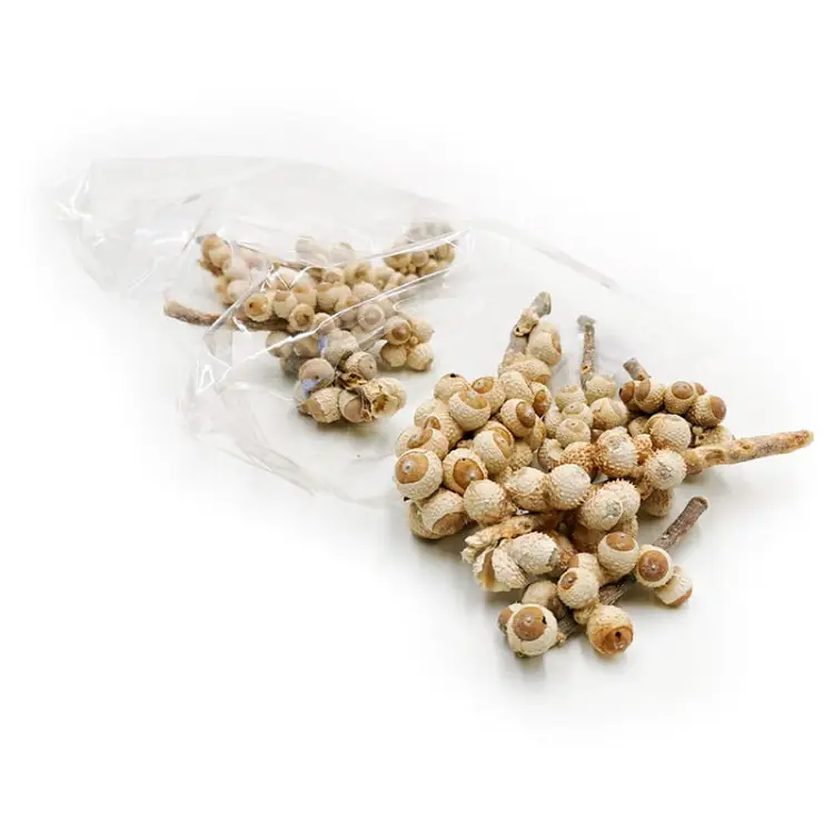 Acorn bunch Bleached 10szt paczka.jpg
