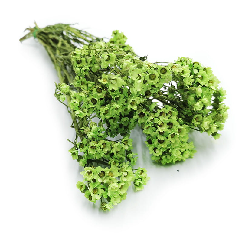 Dried Daisy - Oxodia - Green