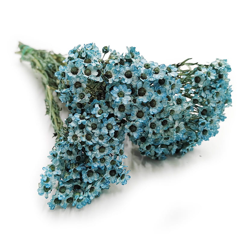 Dried Daisy - Oxodia - Blue