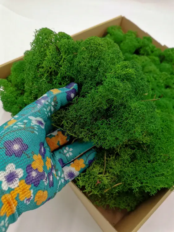 Chrobotek Alpejski Zielony 1.jpg