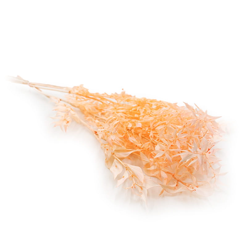 Ruscus Preserved - Peach