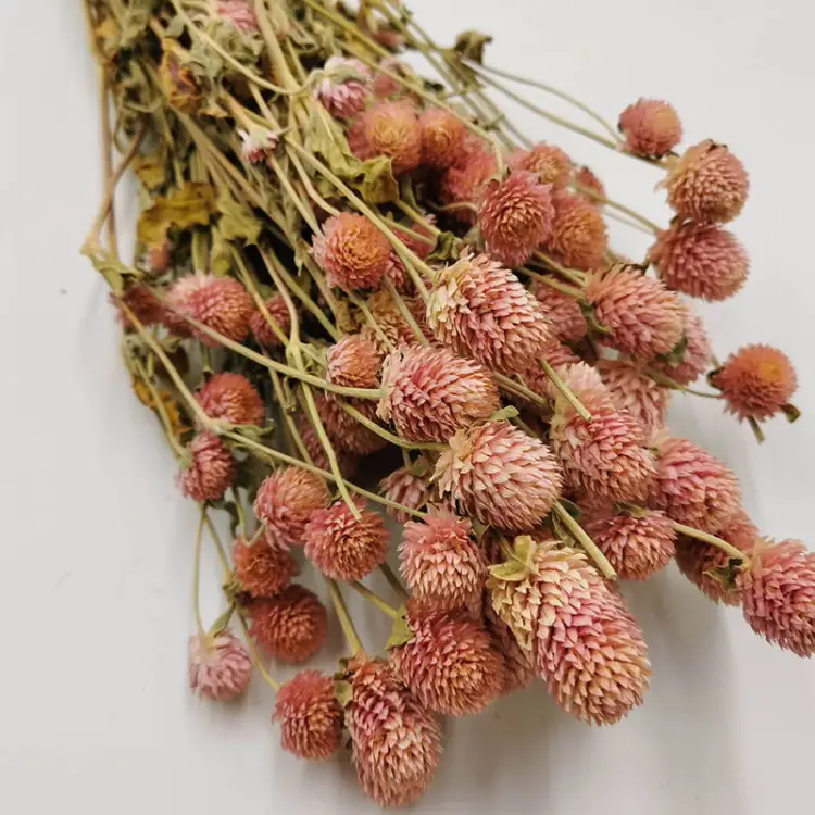 Gomfrena rozowa premium zblizenie.jpg