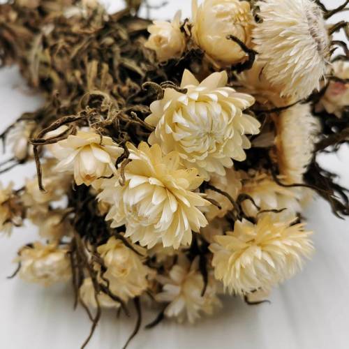 Kocanka Biała (Helichrysum) zblizenie.jpg