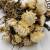 Kocanka Biała (Helichrysum) zblizenie.jpg
