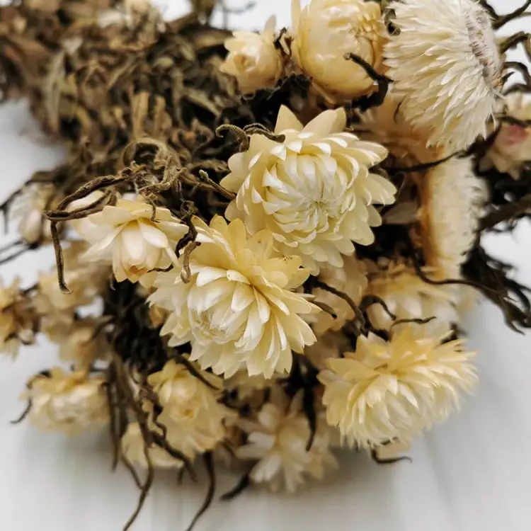 Kocanka Biała (Helichrysum) zblizenie.jpg